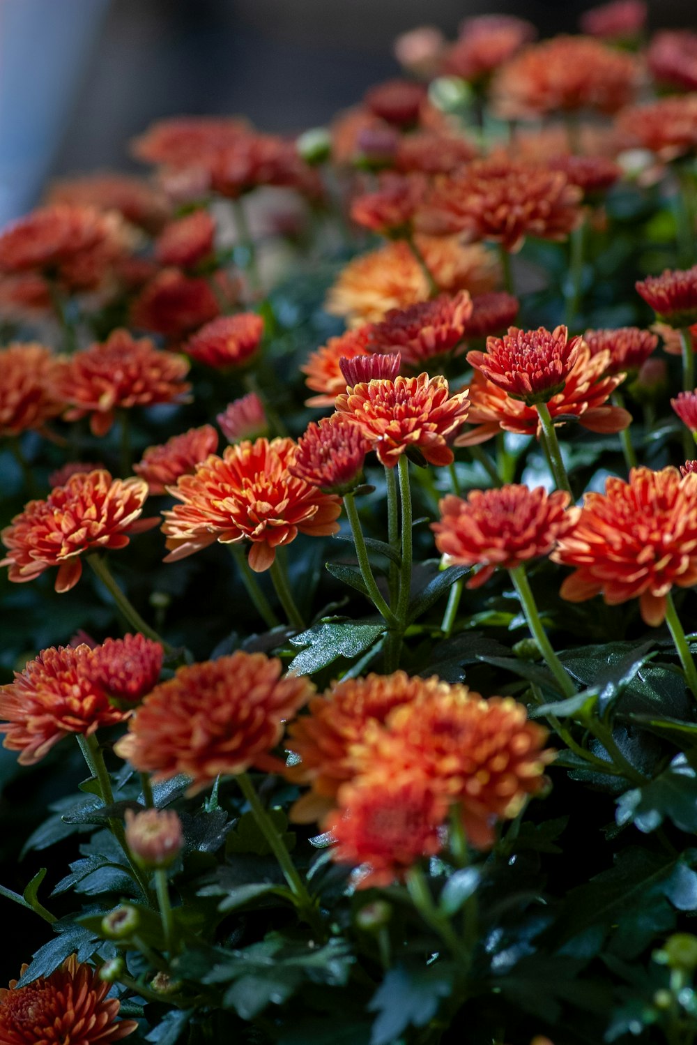 blooming orange flowers in garden