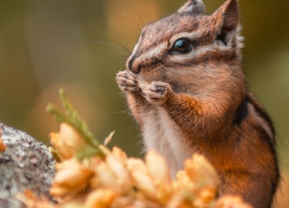 selective focus photo of rodent