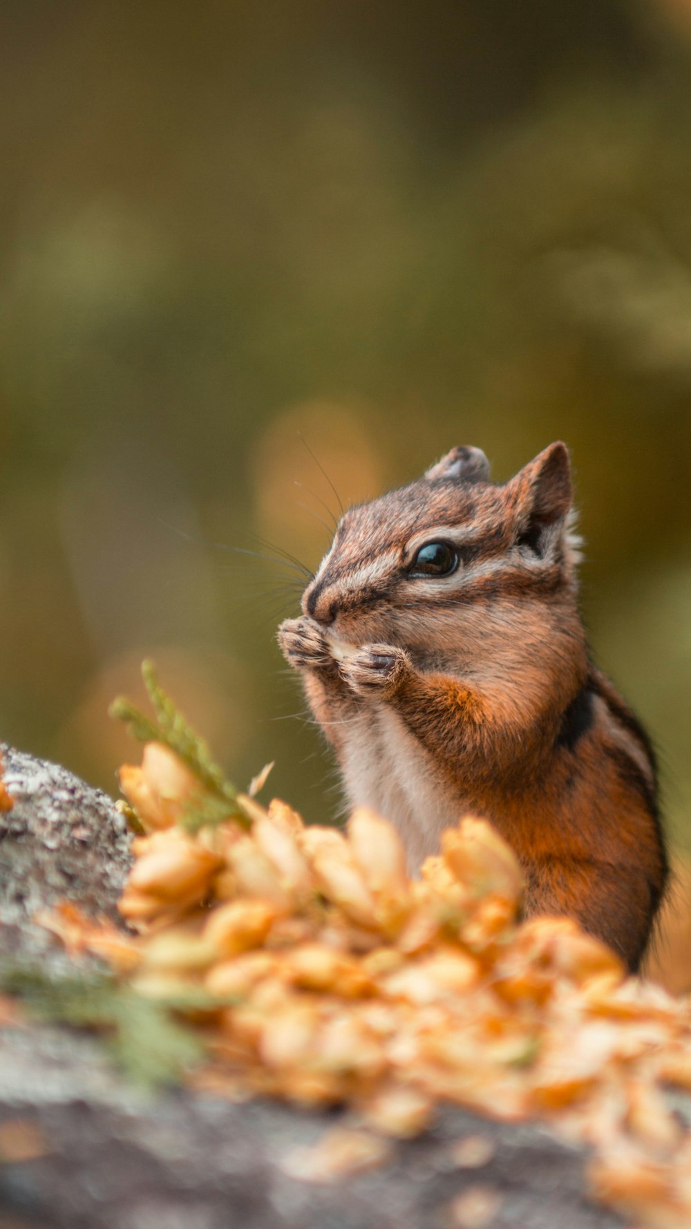 selective focus photo of rodent