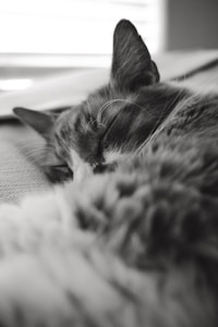 Homenaje Felino