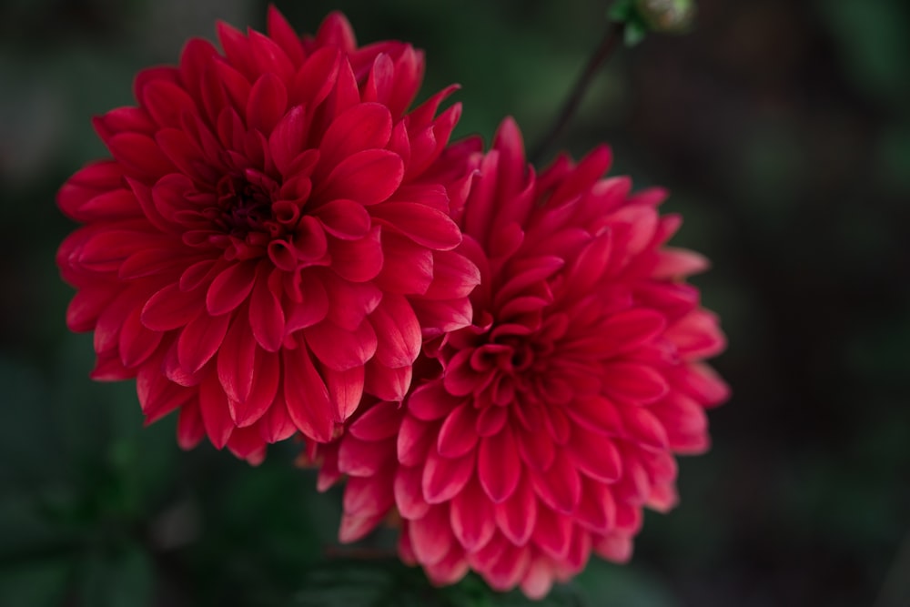 red petaled flower