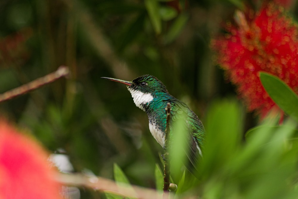 uccello bianco e verde su pianta verde