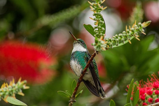 perching green and white bird in Curitibanos Brasil