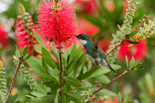 green hummingbird in Curitibanos Brasil