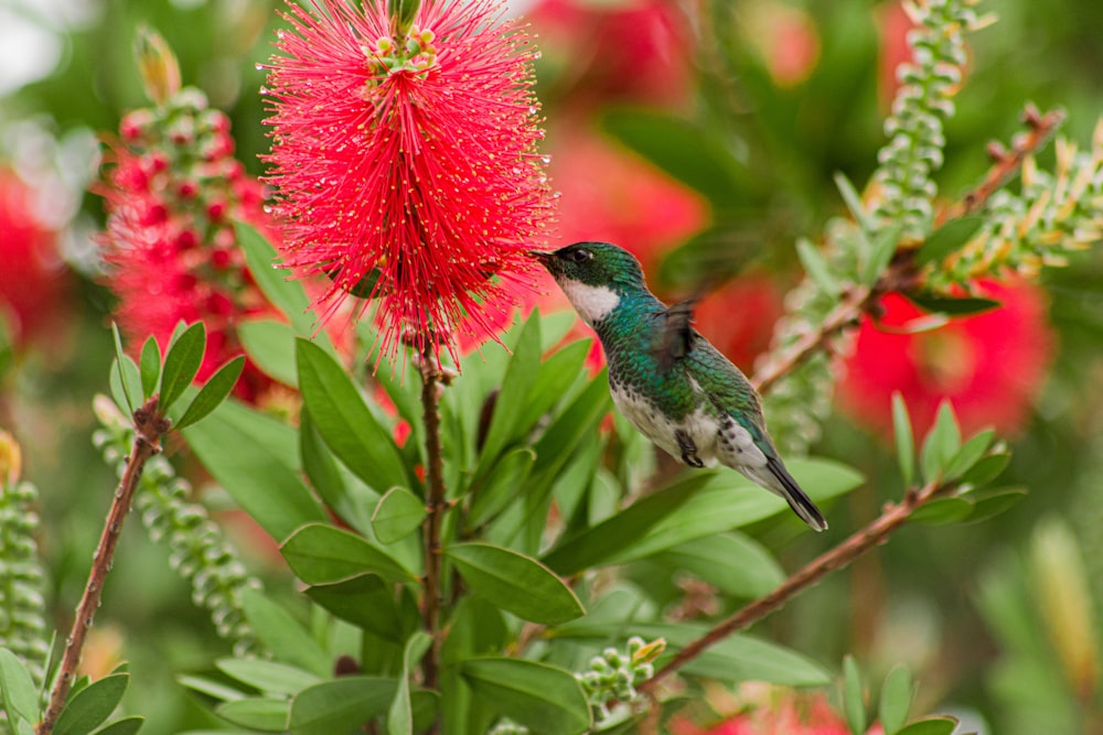 green hummingbird