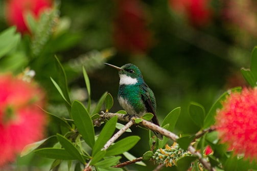 A bright green hummingbird mid-flight against a backdrop of tropical flowers and dense foliage.