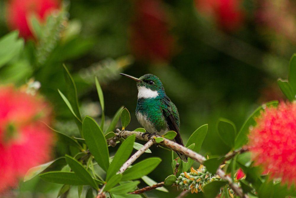 green bird perching on stem