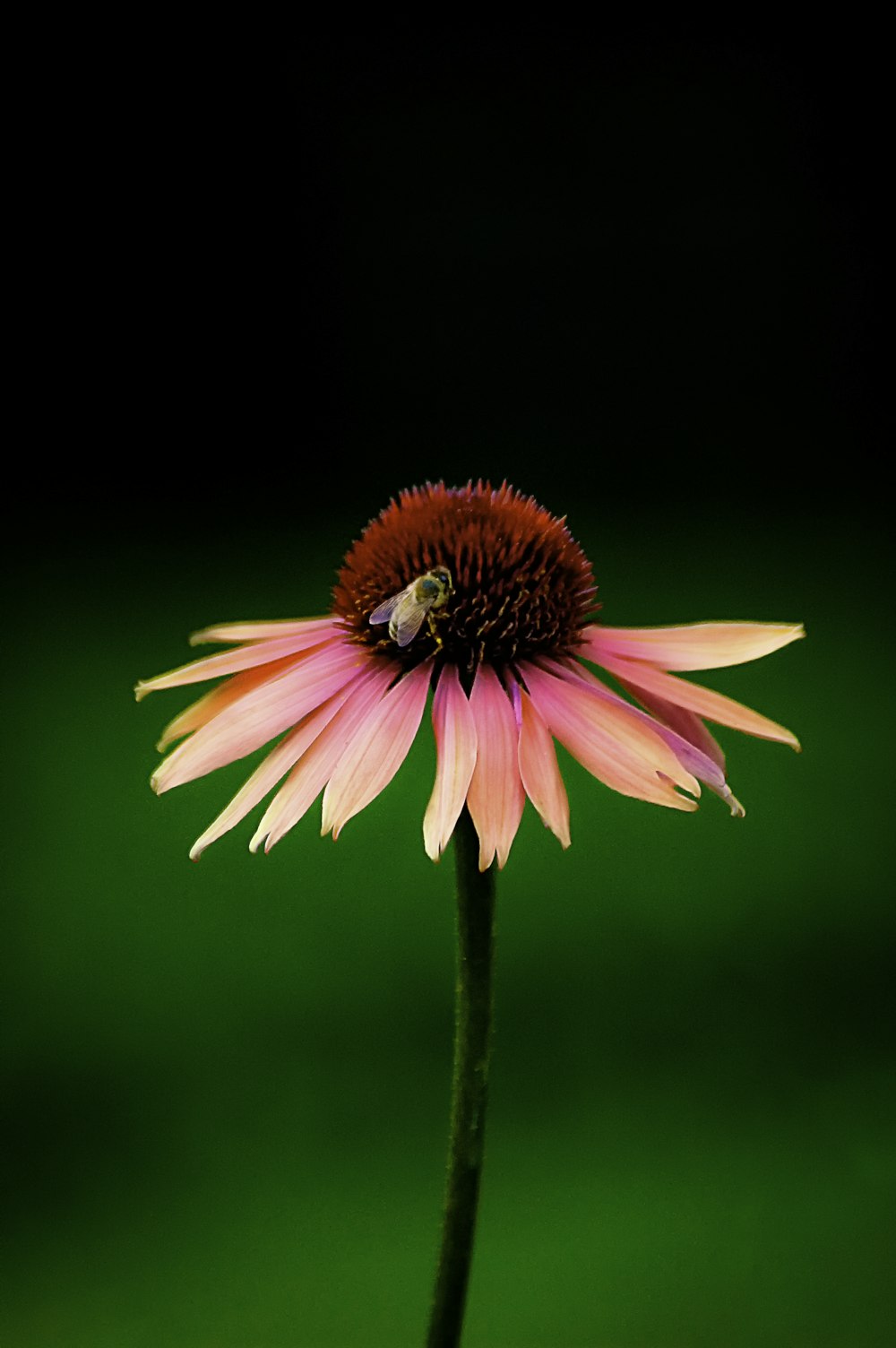 selective focus photography of pink flower