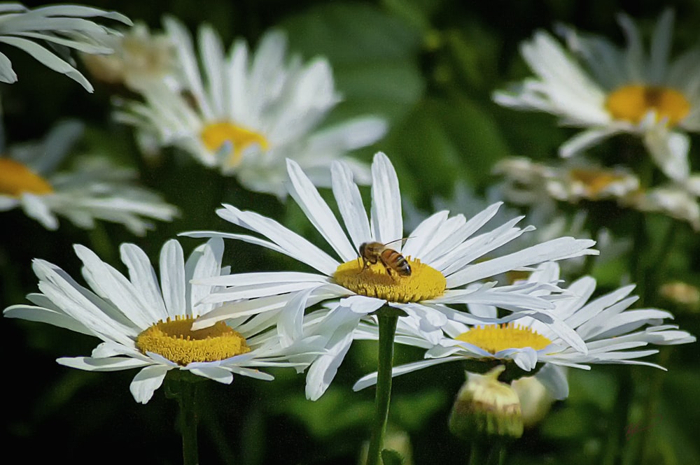 bee on flower