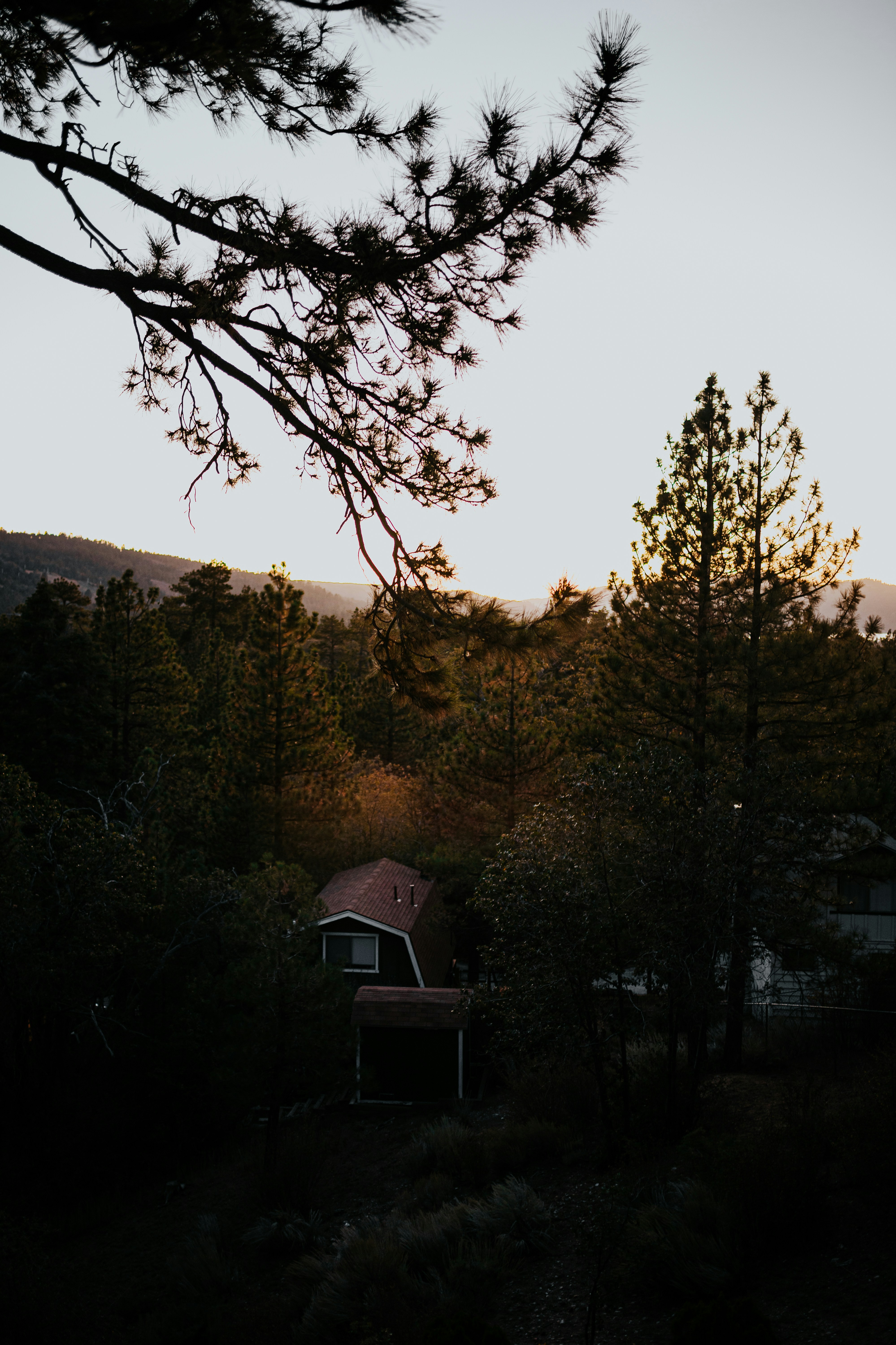 Modern mountain home exterior at dusk with warm interior lighting visible through large windows surrounded by pine trees