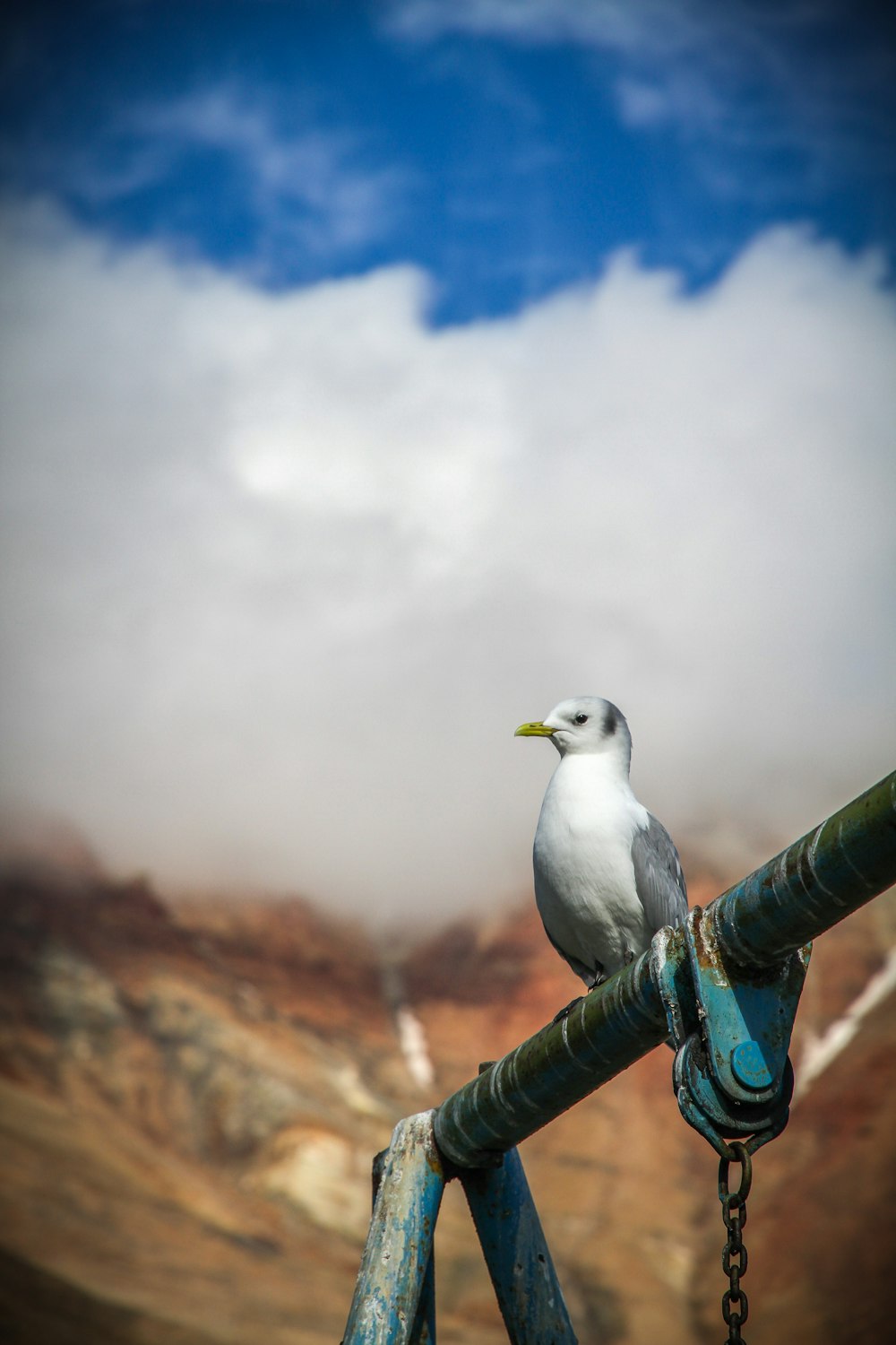 bird perched on metal pole