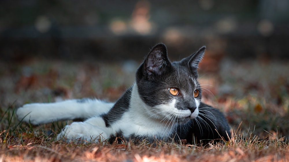 white and black cat lying on grass