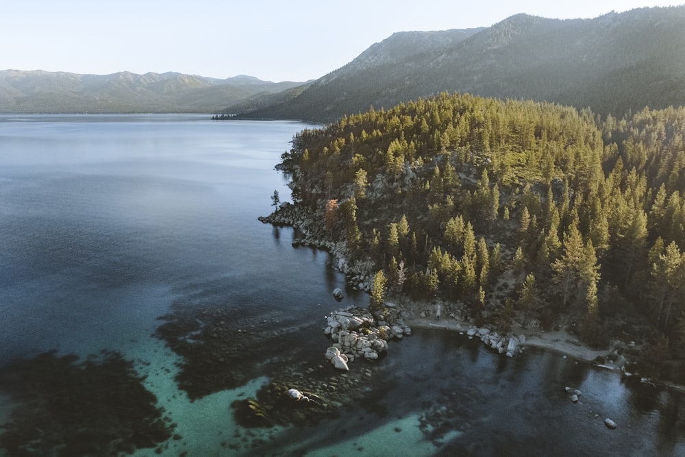 aerial view of pine forest near body of water