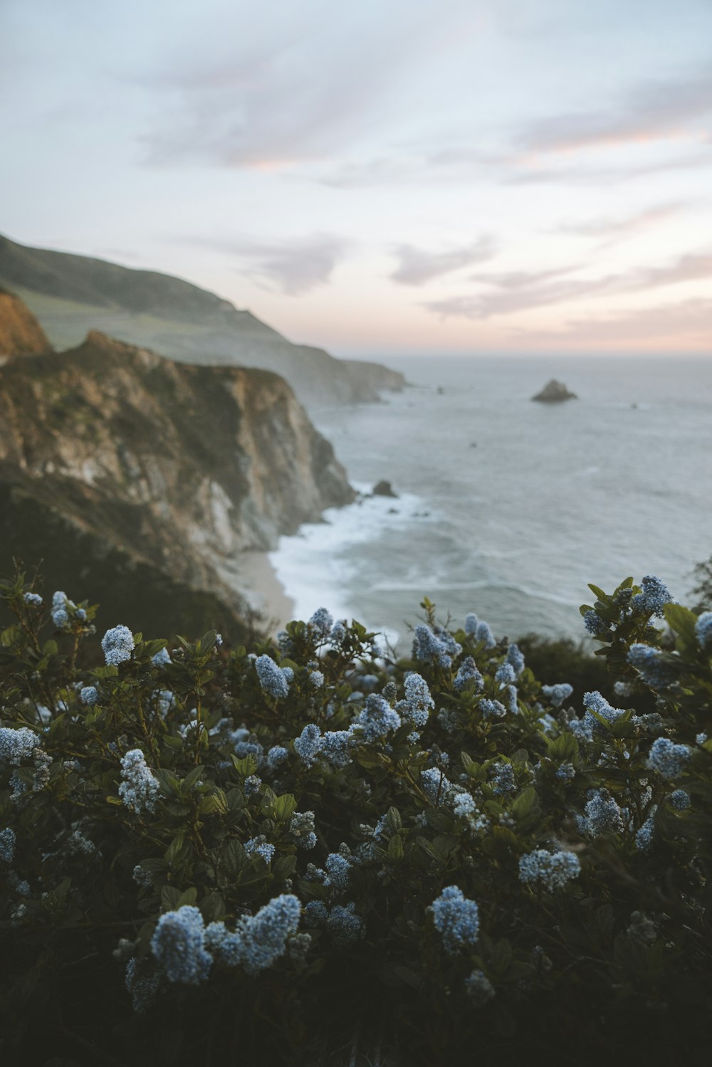 blue petaled flower on high ground