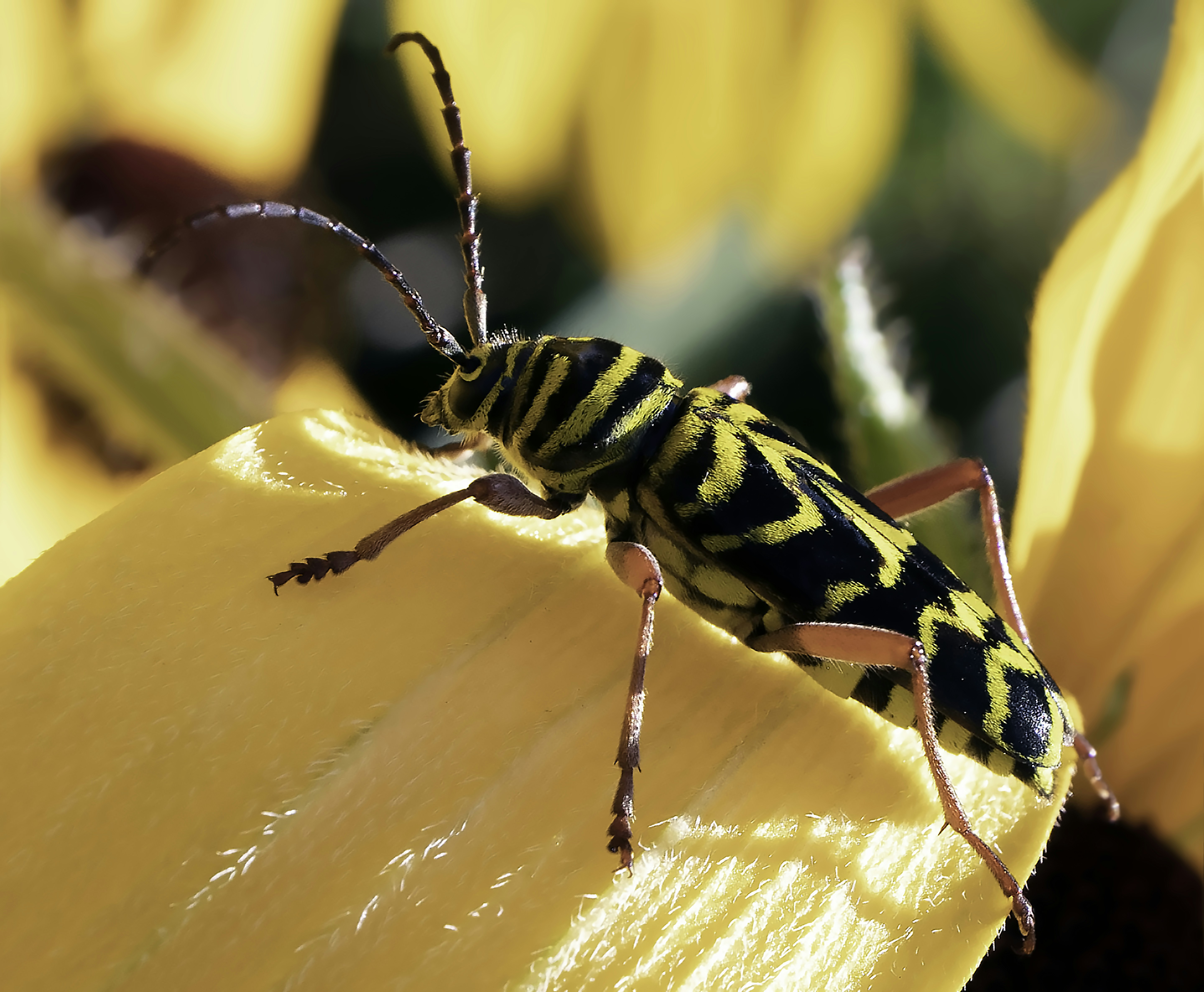 黄色の花に黒と黄色の蜂の写真 Unsplashで見つける虫の無料写真
