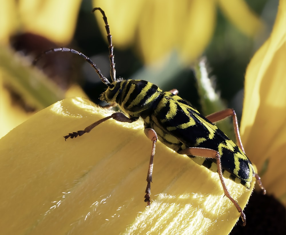 black and yellow bee on yellow flower