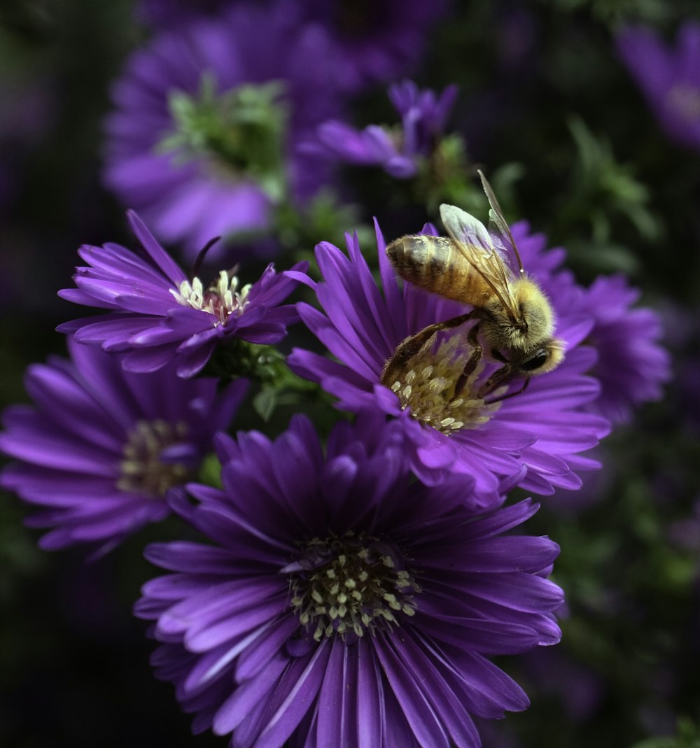 yellow bee on flower