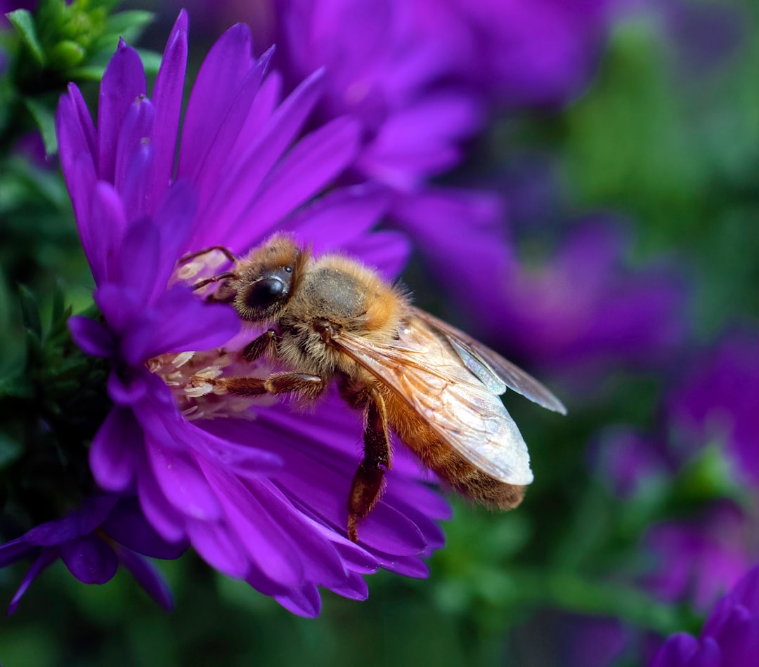 brown bee sticking on purple petaled flower in close-up photo