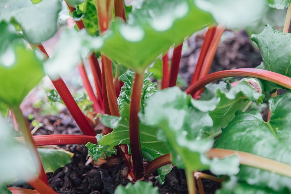 green-leafed plant