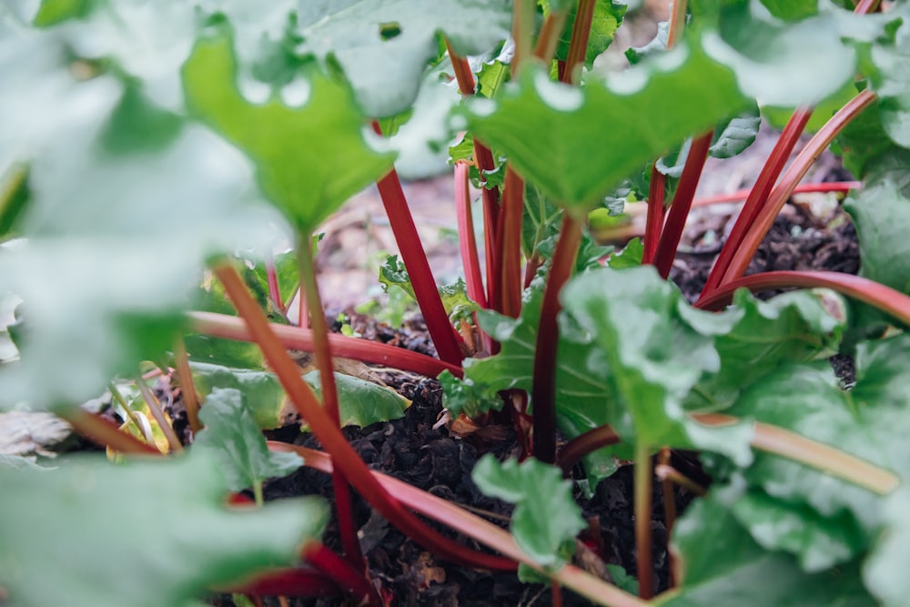 green leafed plant