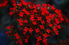 selective focus photography of blooming red flower