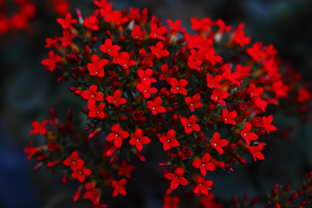 selective focus photography of blooming red flower