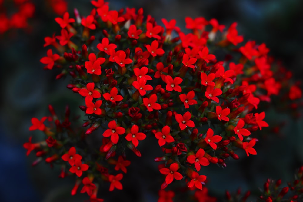 咲き誇る赤い花のセレクティブフォーカス撮影