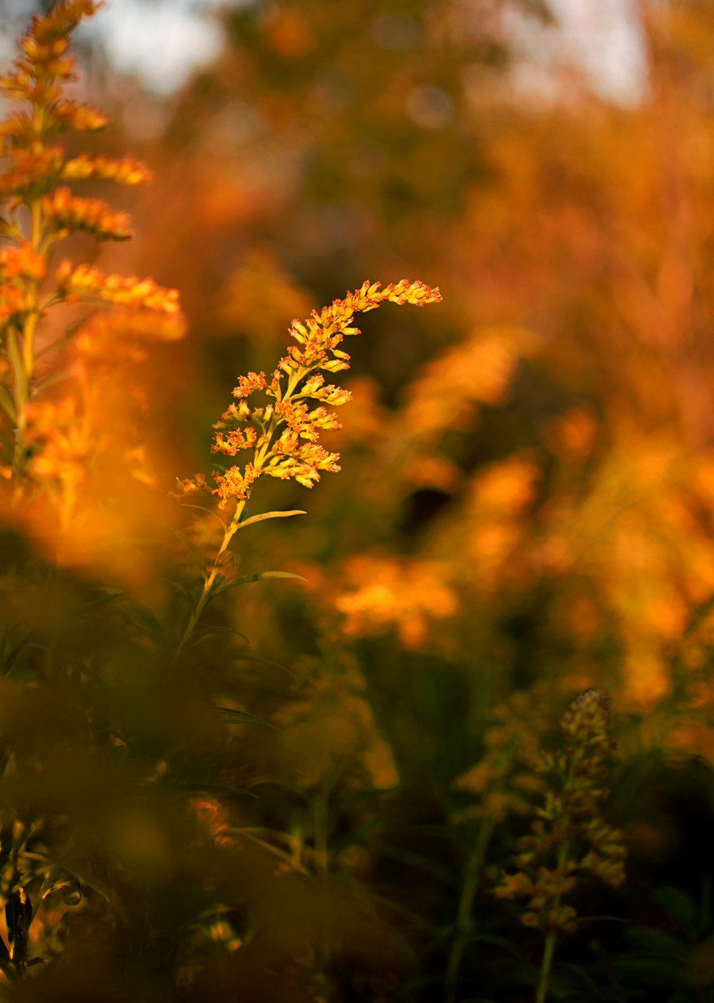 a close up of a plant in a field