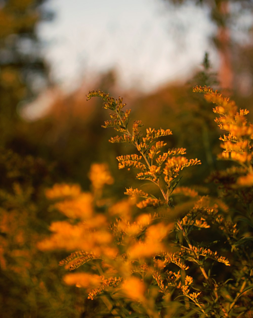 yellow flowers with green leaves macro photography