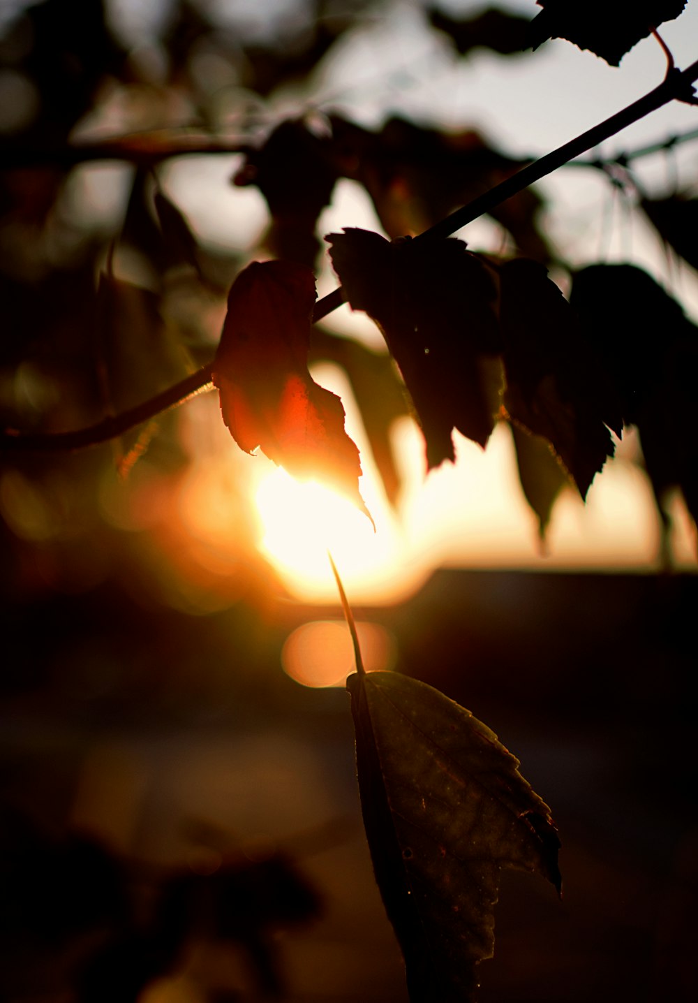 brown leafed plants