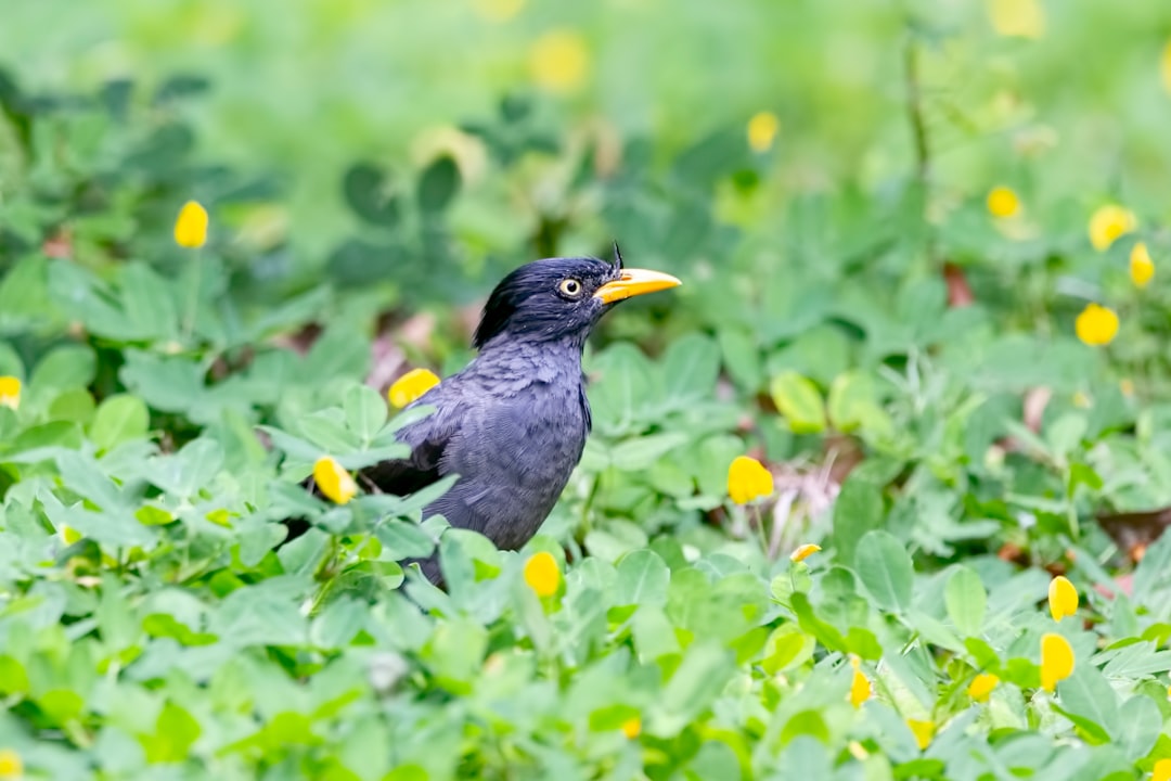 black bird on yellow petaled flower