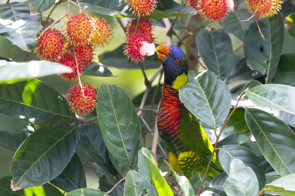 red, green, and blue parrot eating rambutan