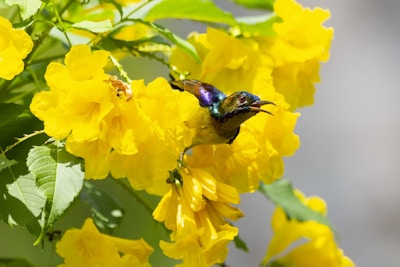 A vibrant hologram of a flower singing.