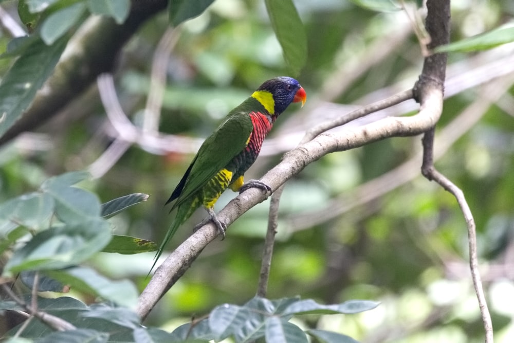 black, green, and red bird perching on grey tree branch