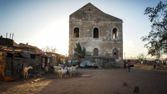 goats outside building