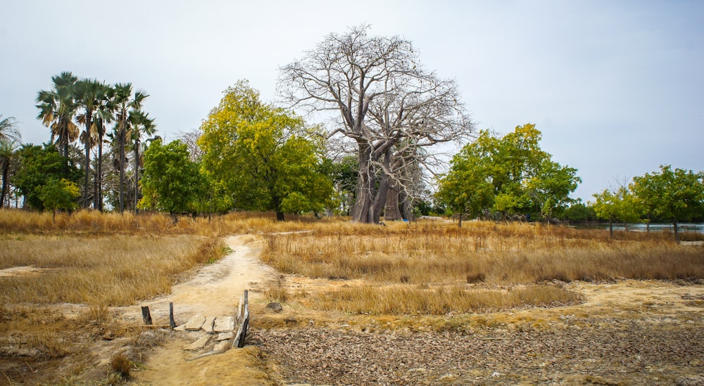 green-leafed trees during daytime