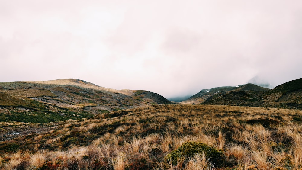 brown grass field