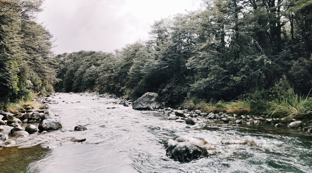 river between trees and plants