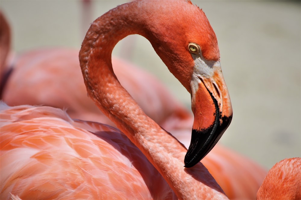 close up photography of pink flamingo