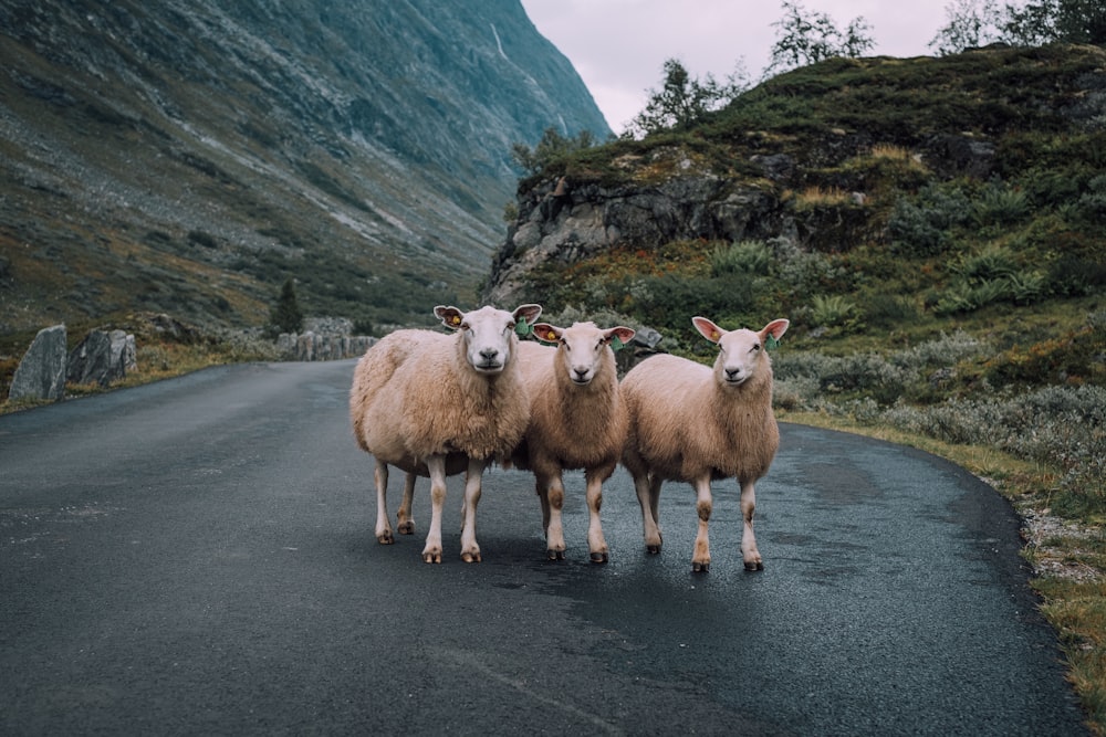 beige sheeps on road