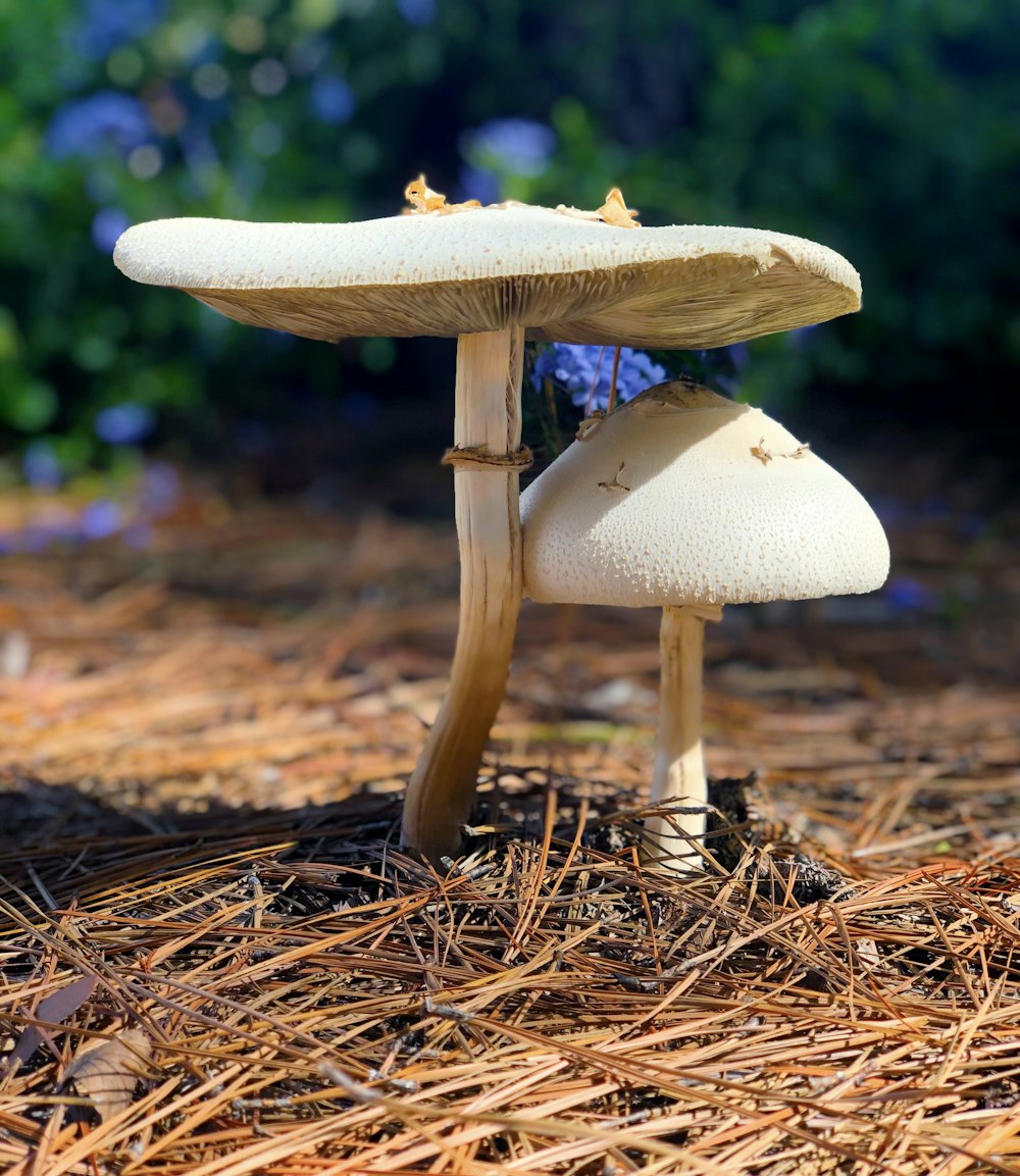 two beige mushrooms