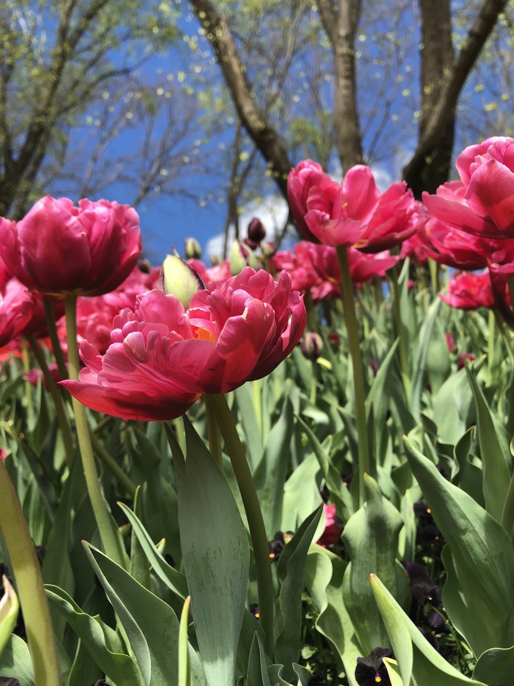 red tulips