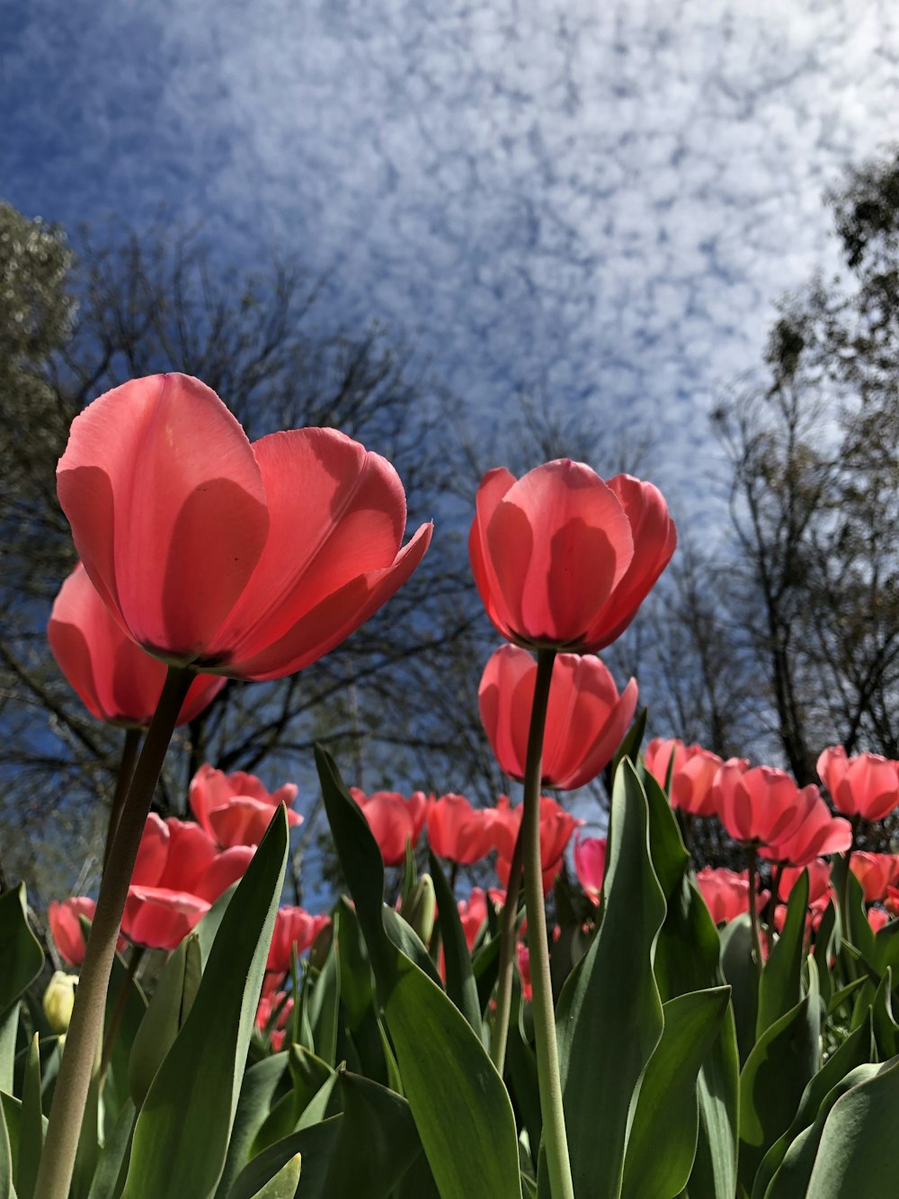 Campo de flores vermelhas sob nuvens brancas