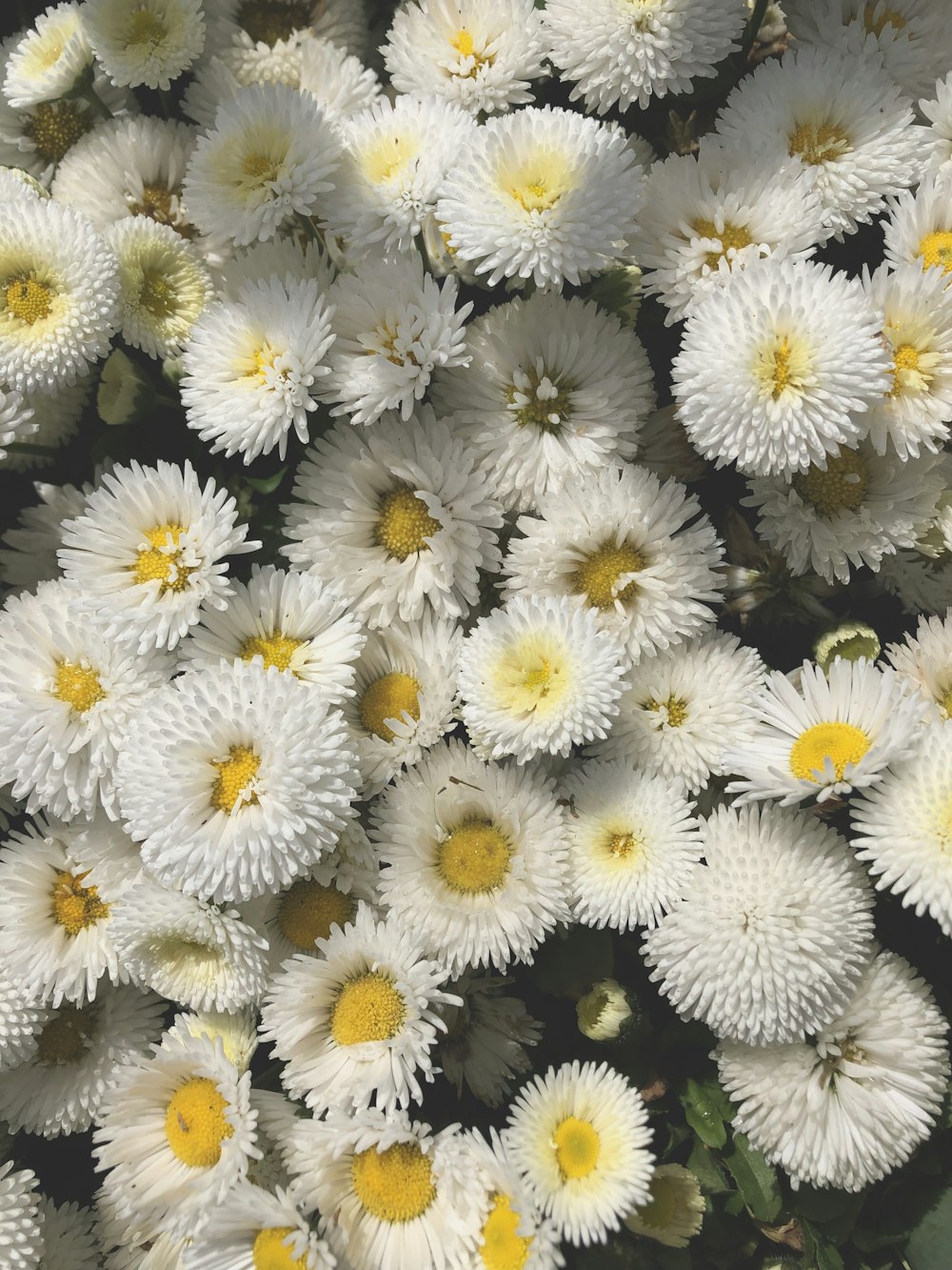 white flowers