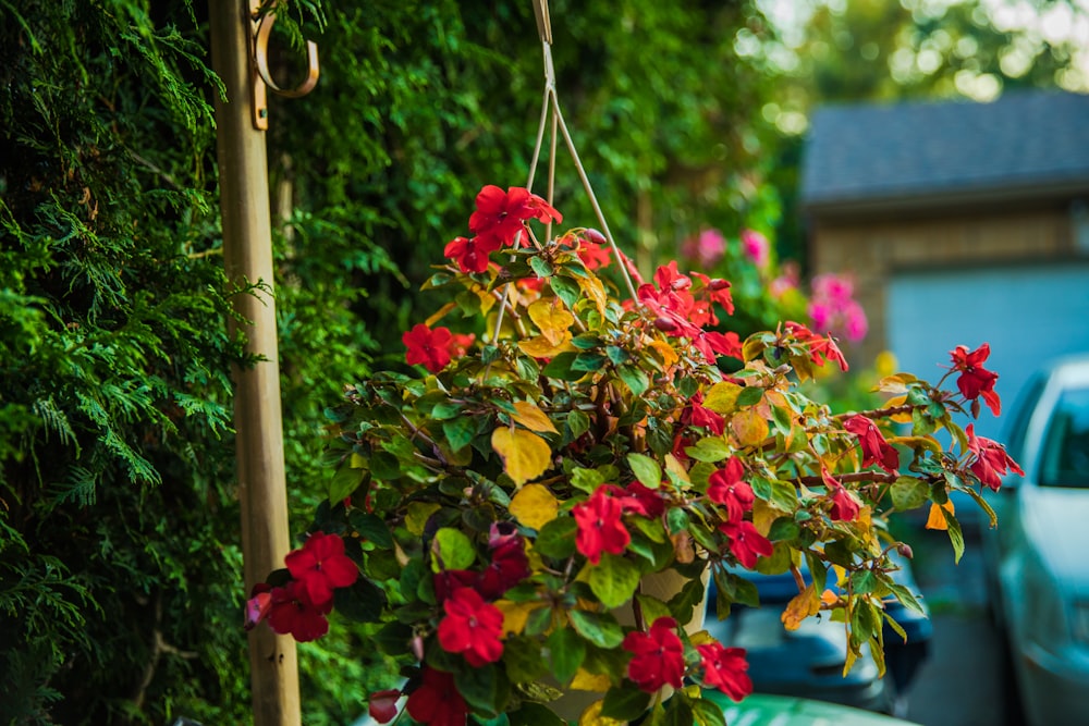 red petaled flowers in close-up photo