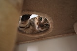 A tabby cat peers through a circular opening, extending its paw as if to reach or play. The setting appears to be a carpeted cat house or structure, with a cozy and intimate atmosphere.