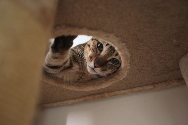 A tabby cat peers through a circular opening, extending its paw as if to reach or play. The setting appears to be a carpeted cat house or structure, with a cozy and intimate atmosphere.