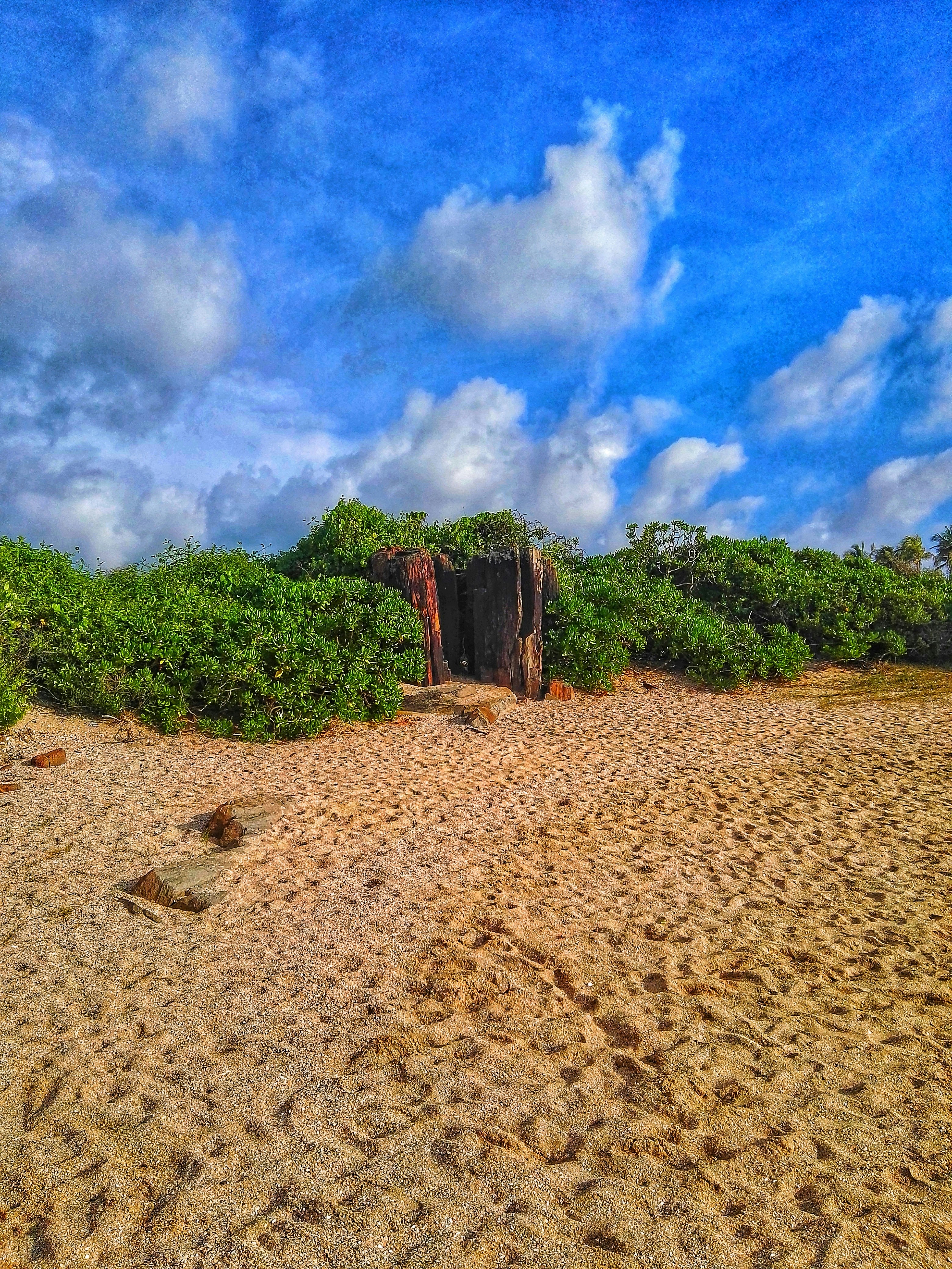 Foto Pantai dan Pohon G Reen