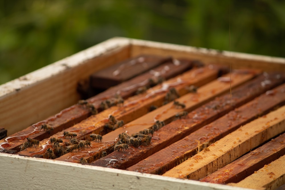 honey bees during daytime