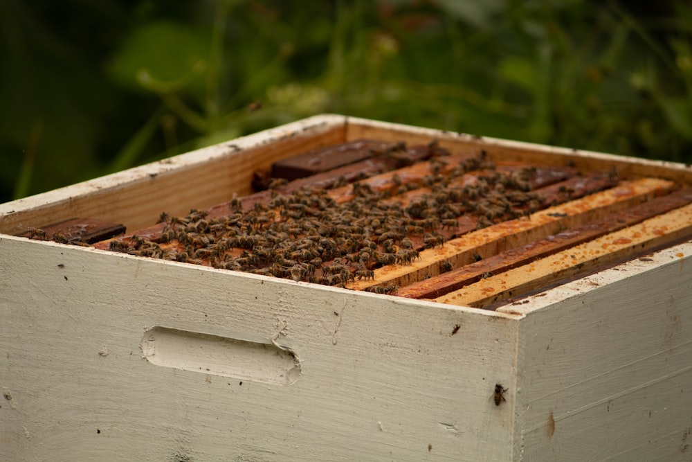 brown wooden beehive